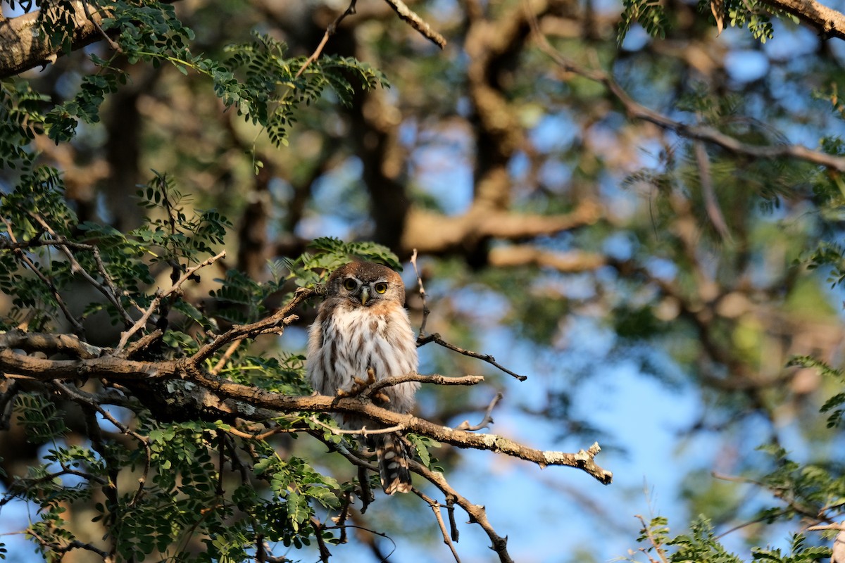 Pearl-spotted Owlet - ML618040976