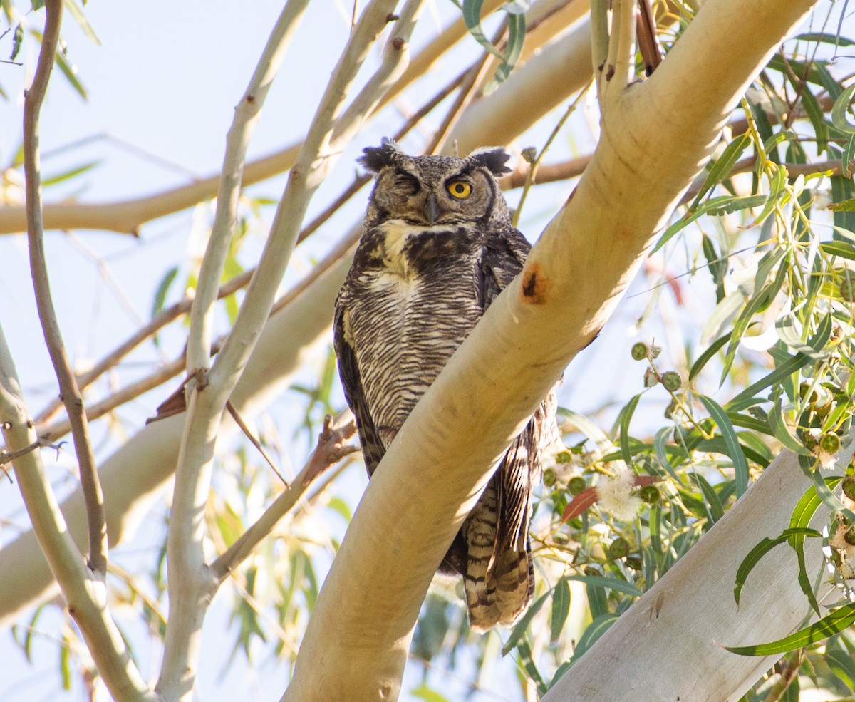 Great Horned Owl - Noah Eckman