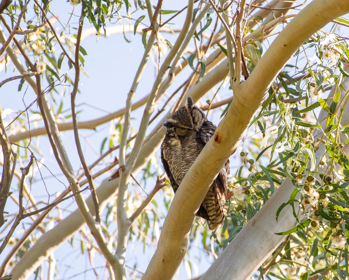 Great Horned Owl - ML618040985