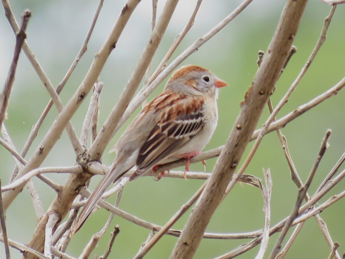 Field Sparrow - Lisa Mills