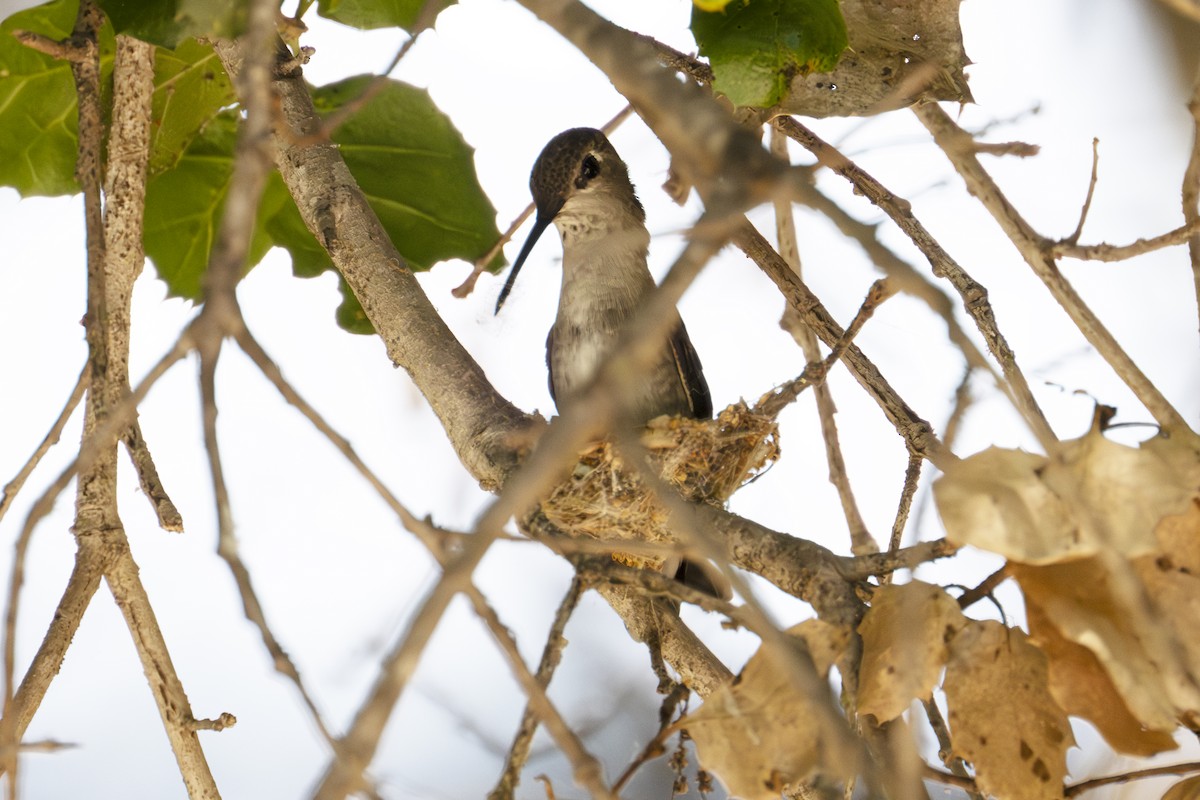 Black-chinned Hummingbird - ML618041016
