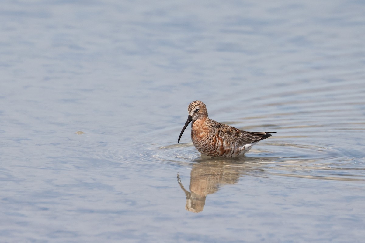 Curlew Sandpiper - Brian Gibbons