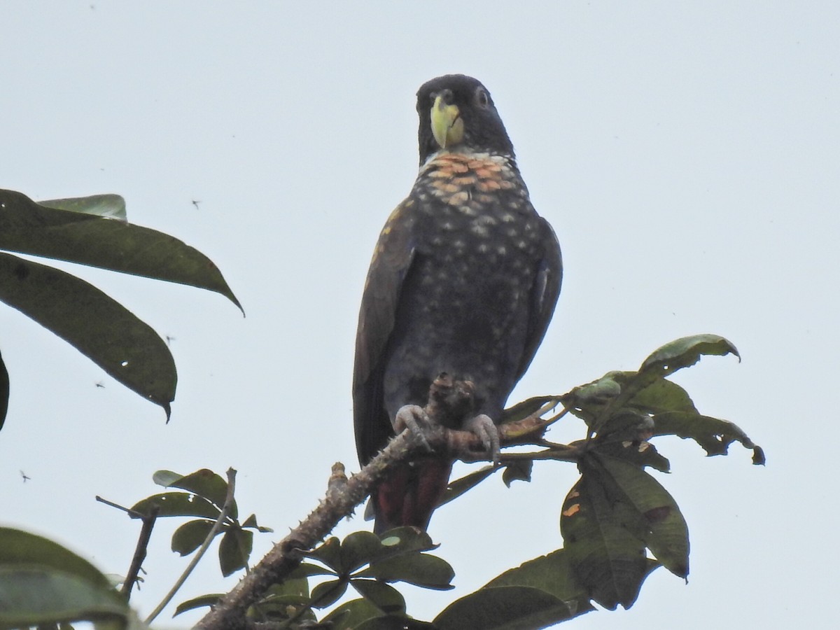 Bronze-winged Parrot - ML618041025