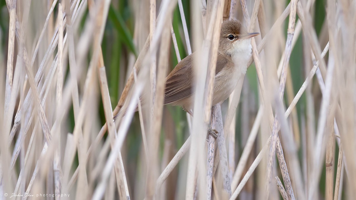 Common Reed Warbler - Zichen  Zhou