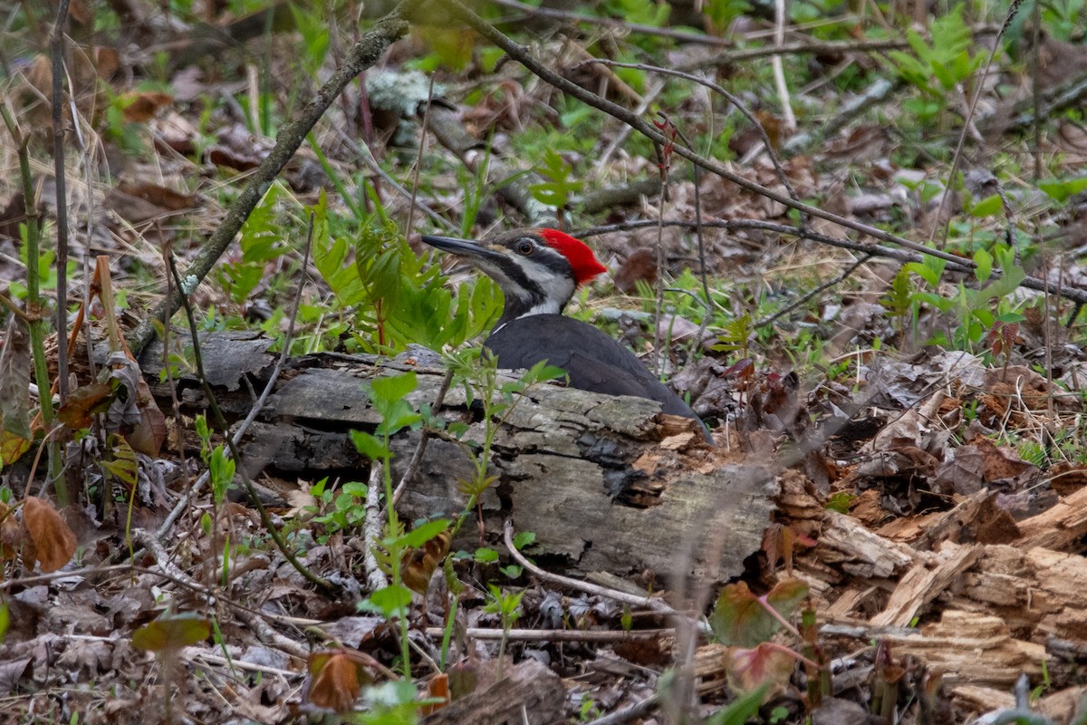 Pileated Woodpecker - ML618041103