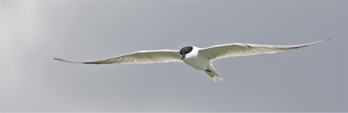 Gull-billed Tern - ML618041113