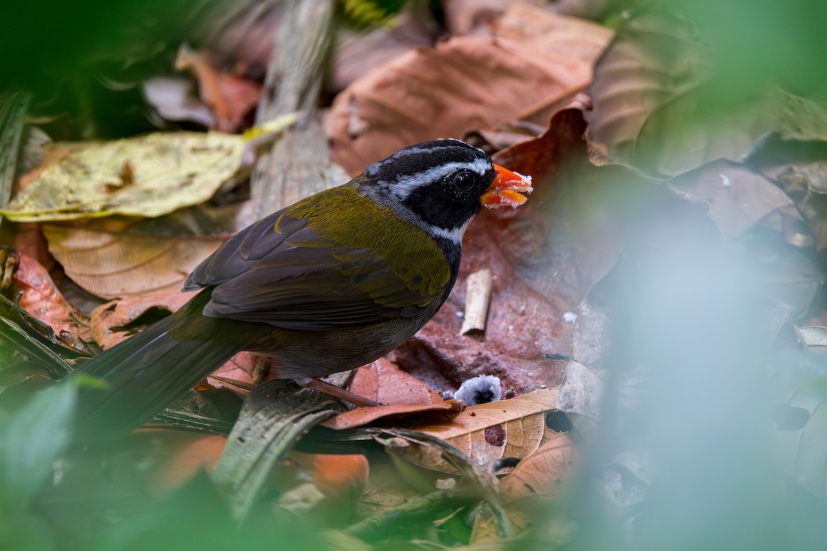 Orange-billed Sparrow - Hernan Riverol