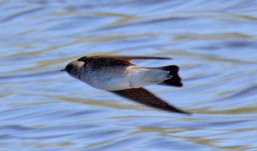 Northern Rough-winged Swallow - ML618041169