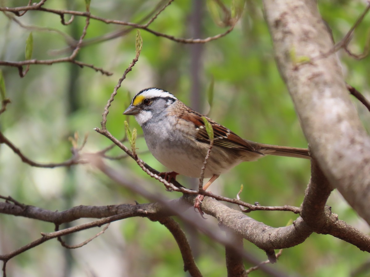 White-throated Sparrow - ML618041195