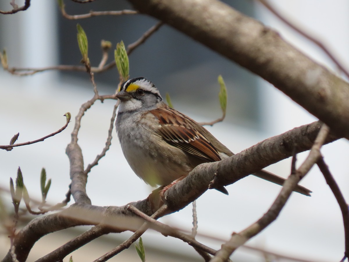 White-throated Sparrow - ML618041196