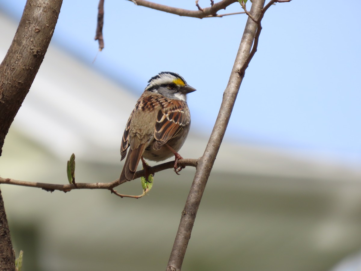 White-throated Sparrow - ML618041197
