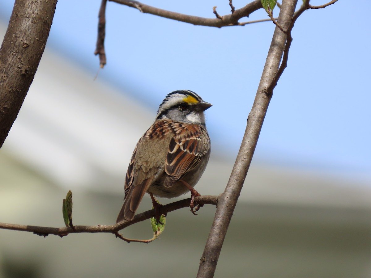 White-throated Sparrow - ML618041198