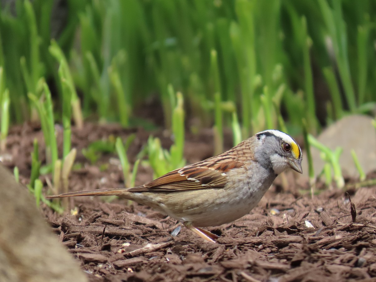 White-throated Sparrow - ML618041200