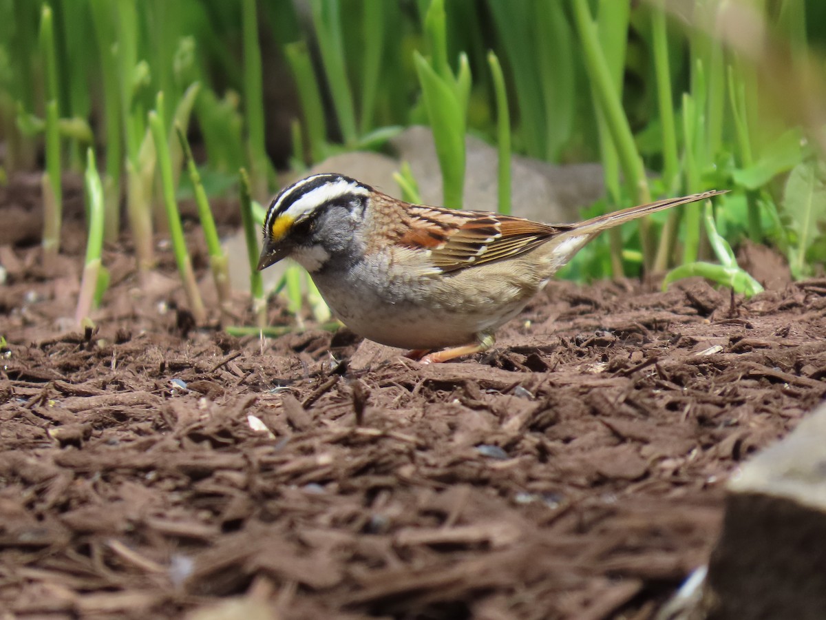 White-throated Sparrow - ML618041201