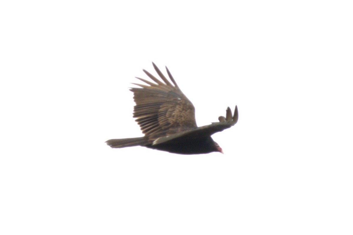 Turkey Vulture - Michel Marsan