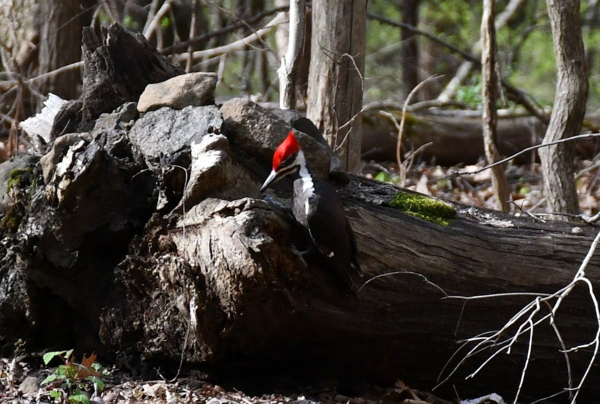 Pileated Woodpecker - Brian Kenney