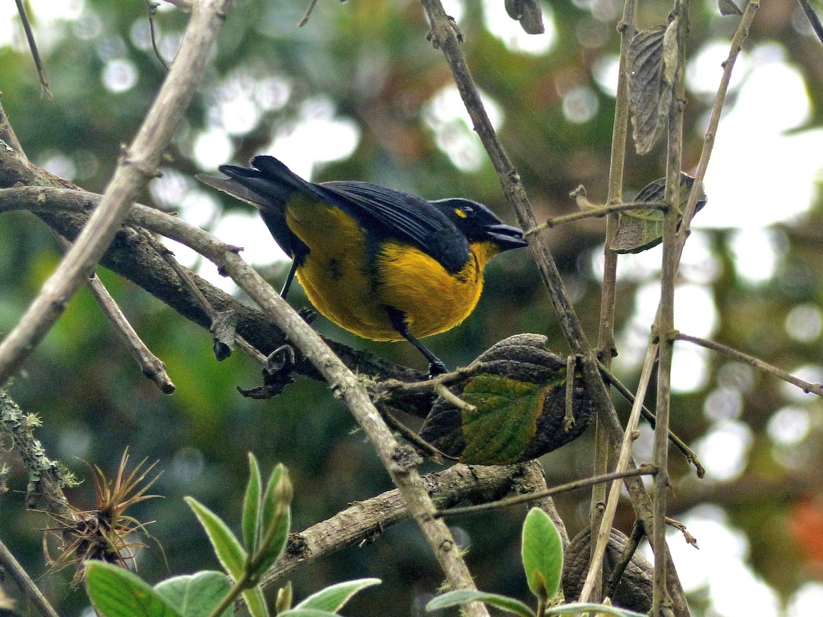 Black-cheeked Mountain Tanager - ML618041249