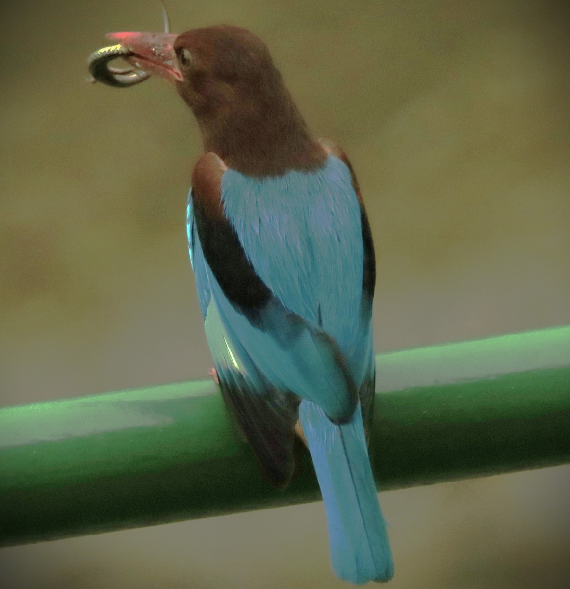 White-throated Kingfisher - Mohd Azmi Ibrahim