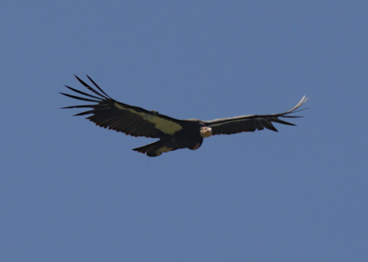 California Condor - ML618041283