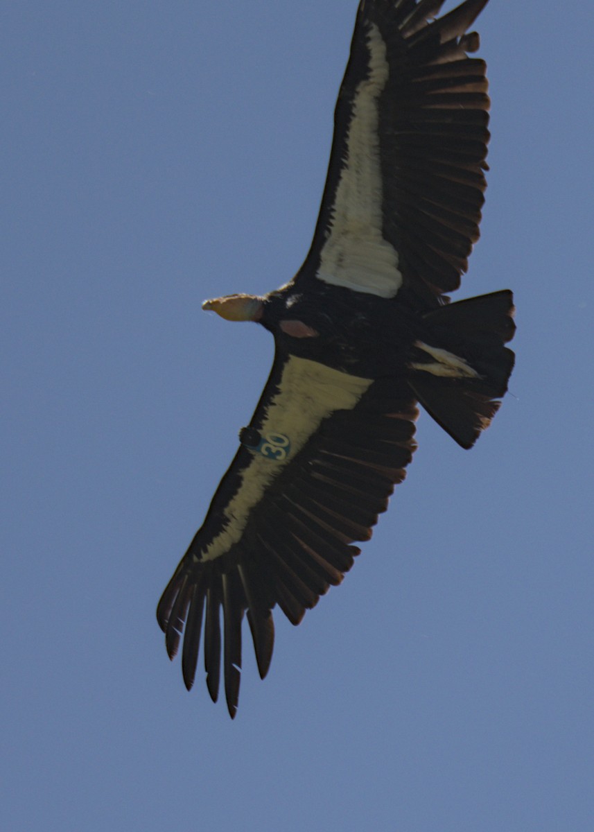 California Condor - ML618041284