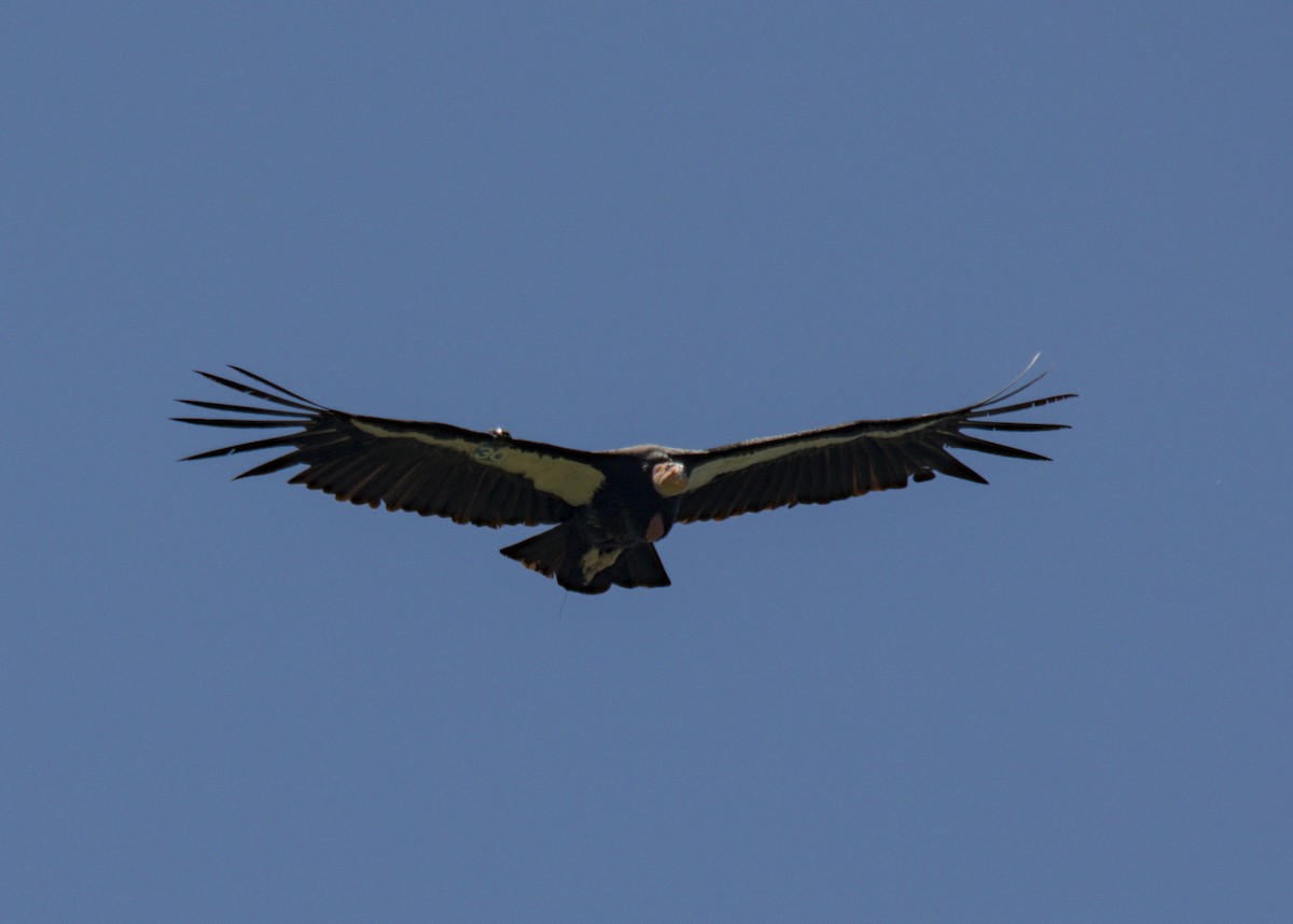 California Condor - ML618041285