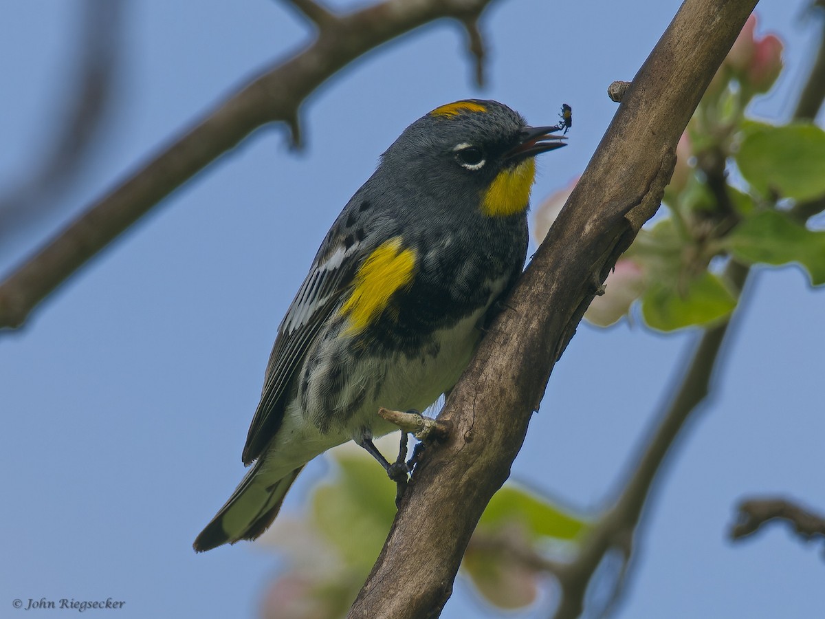 Yellow-rumped Warbler (Audubon's) - ML618041336