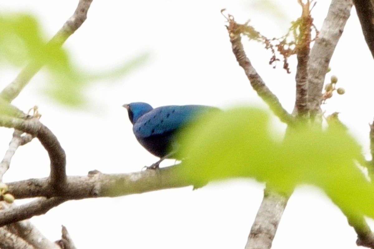 Greater Blue-eared Starling - ML618041349