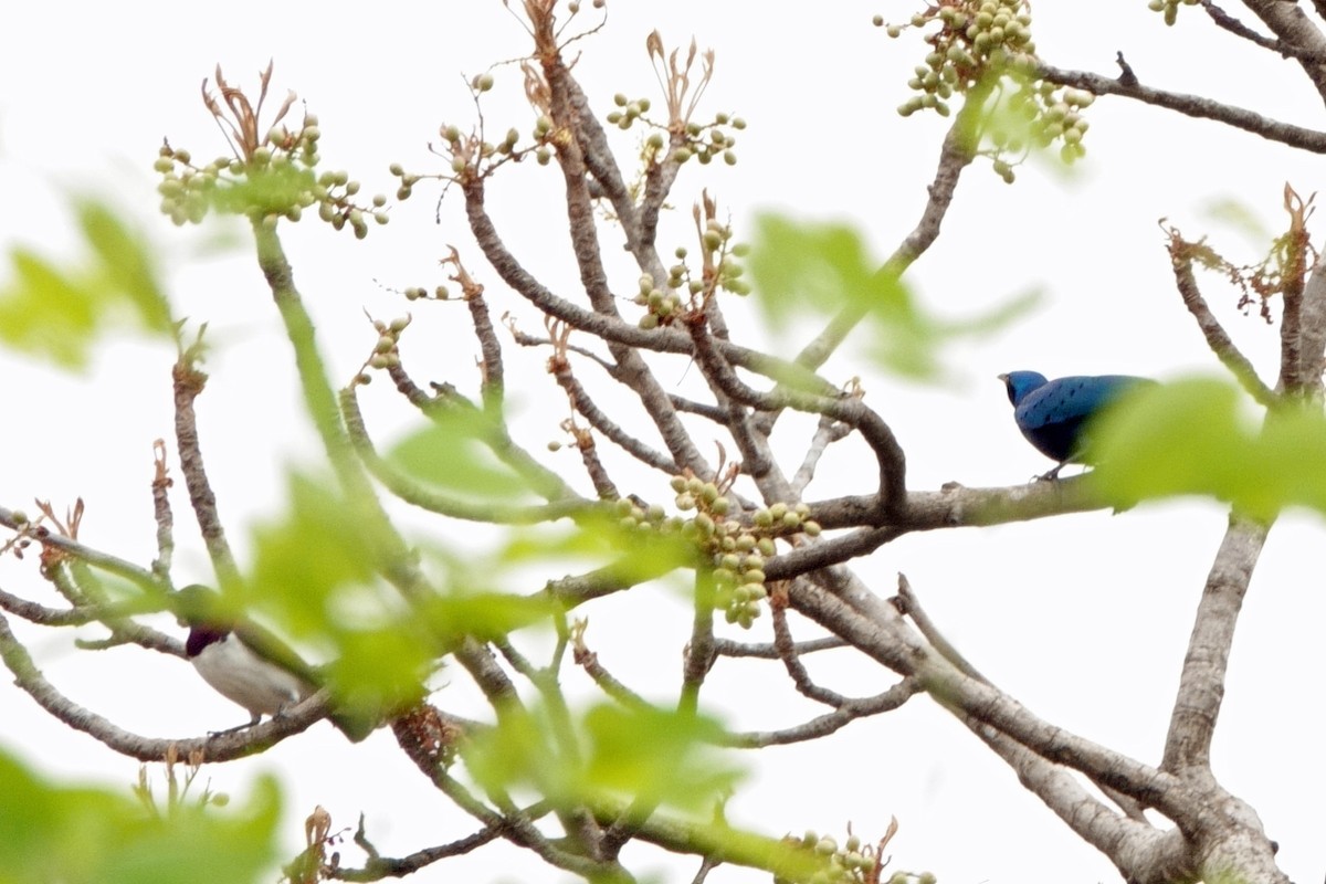 Greater Blue-eared Starling - Carl Haynie