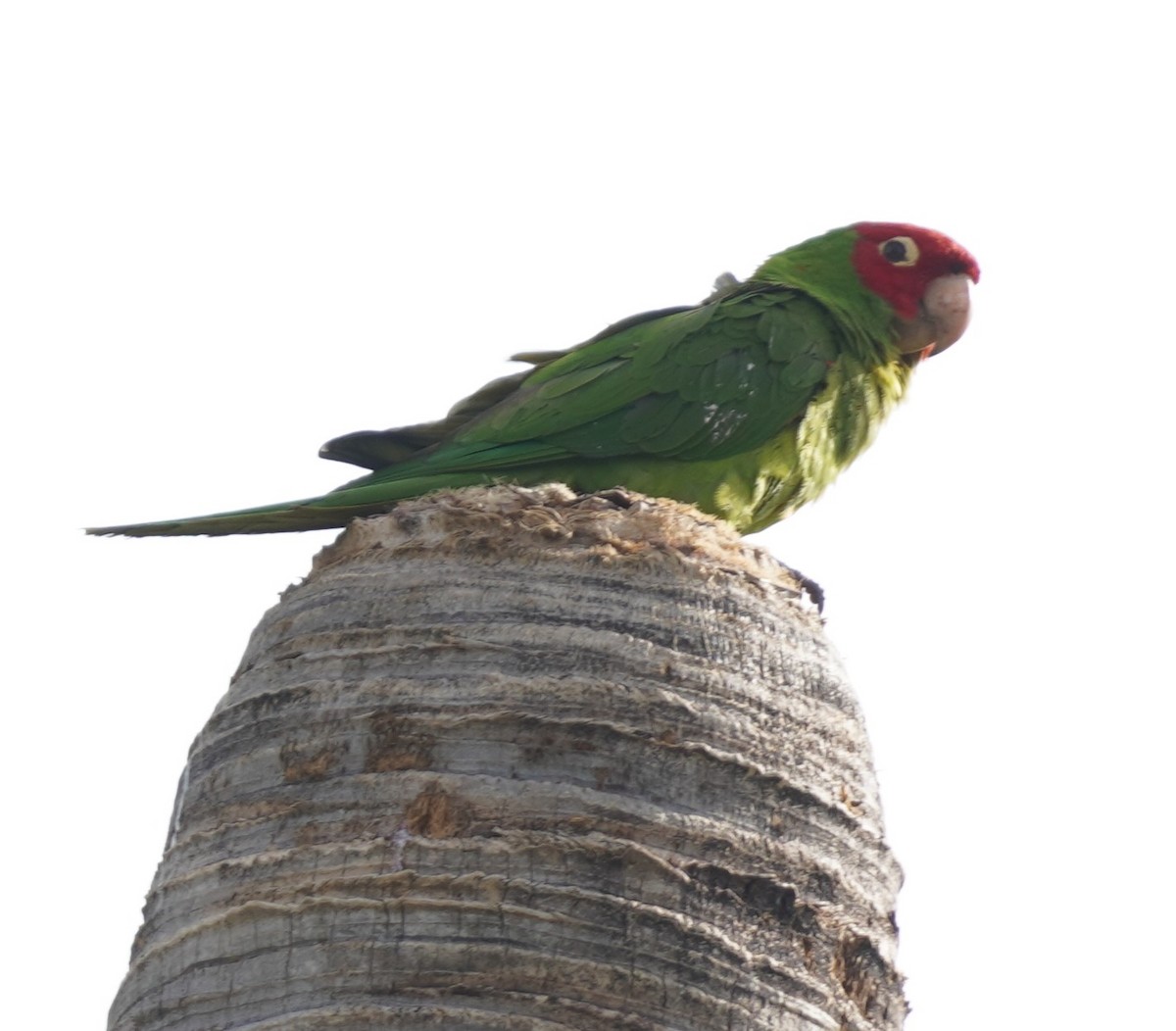 Red-masked Parakeet - ML618041357