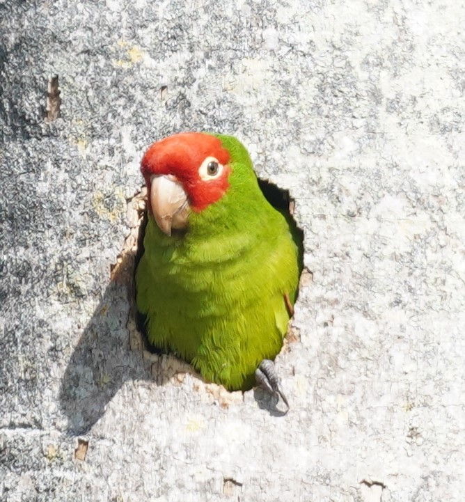 Red-masked Parakeet - Brian Rapoza
