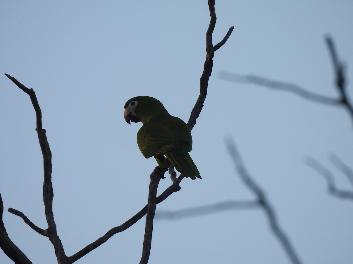 Red-shouldered Macaw - Iza Alencar
