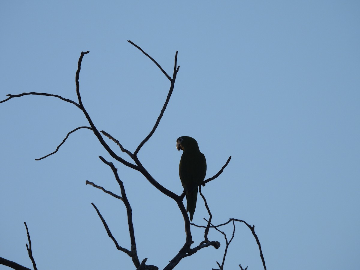Red-shouldered Macaw - Iza Alencar