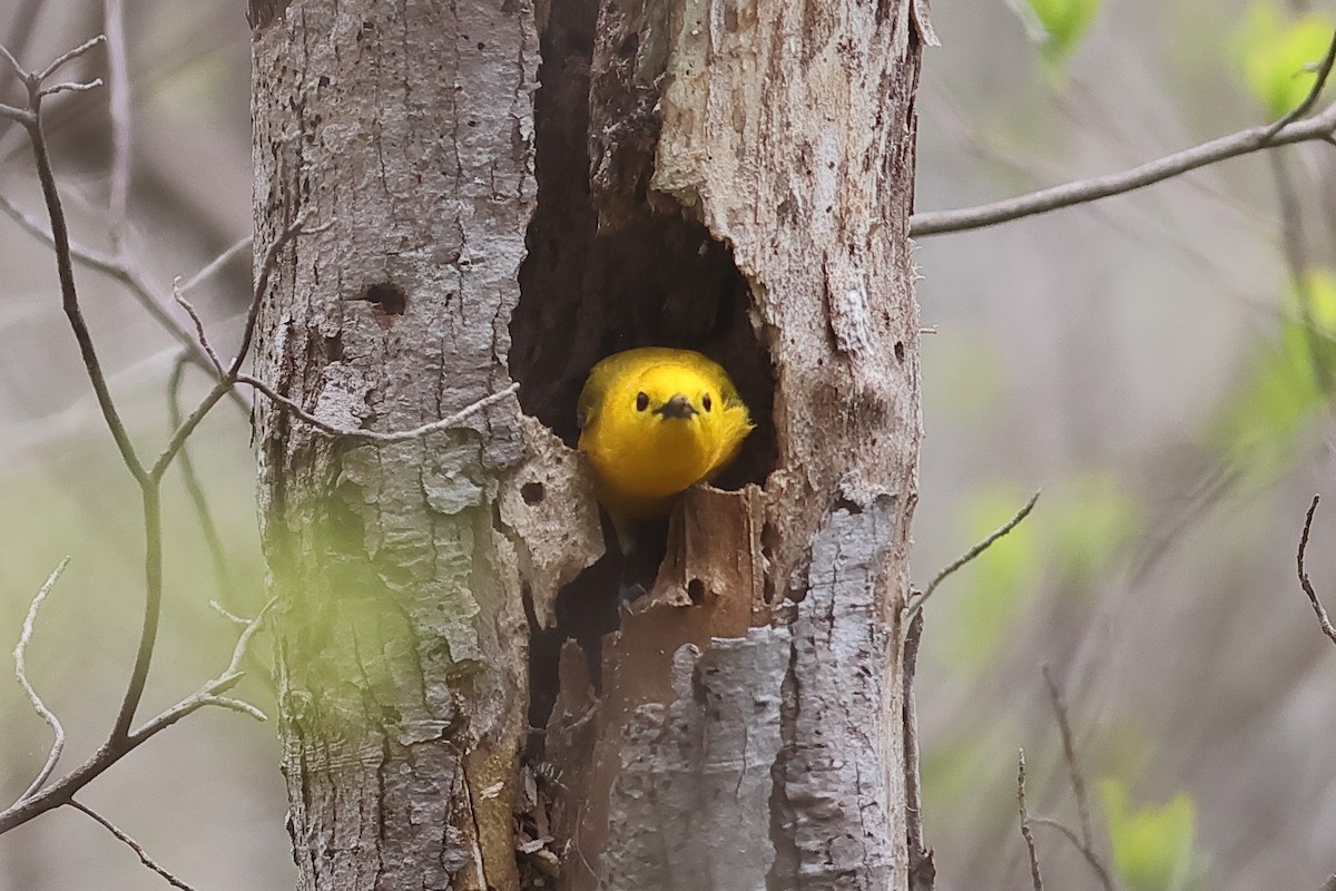 eBird Checklist - 27 Apr 2024 - Michael Huber Prairie Warbler Preserve ...