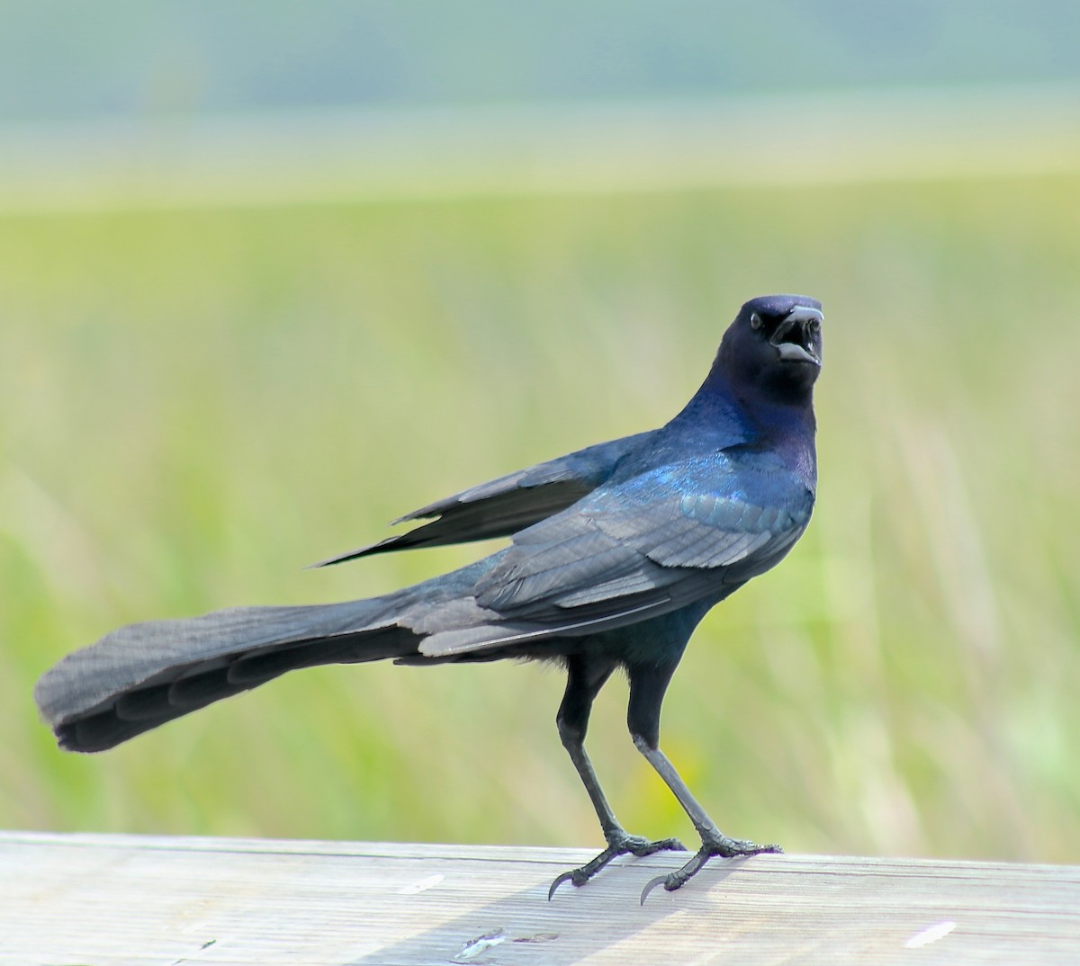 Boat-tailed Grackle - ML618041400