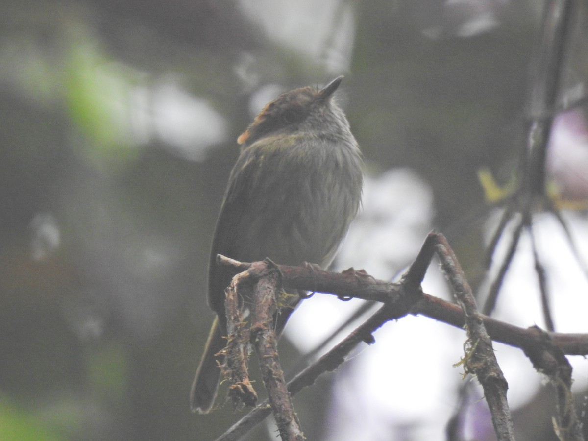 Scale-crested Pygmy-Tyrant - ML618041410