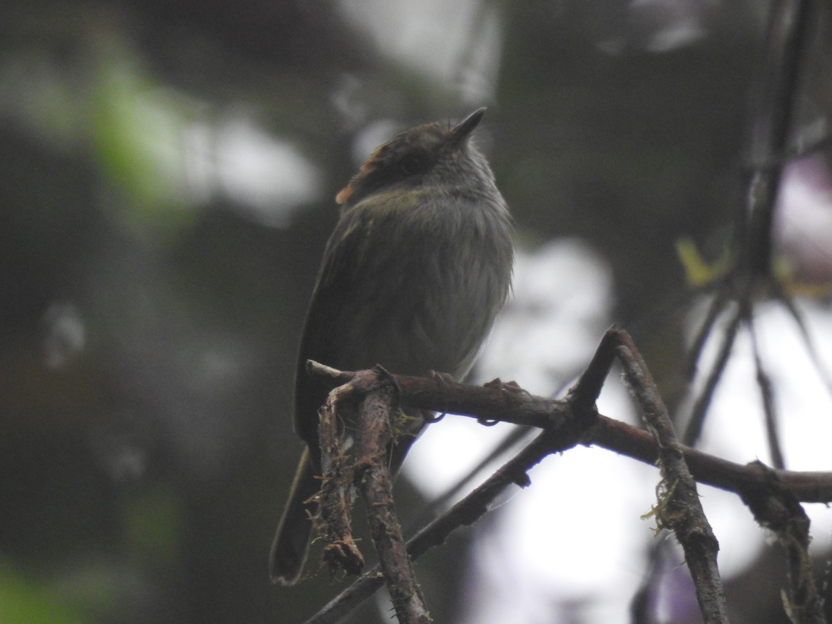 Scale-crested Pygmy-Tyrant - ML618041414