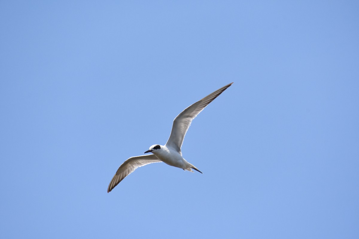 Forster's Tern - Nick Taylor