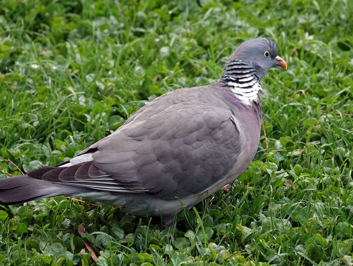 Common Wood-Pigeon - ML618041464