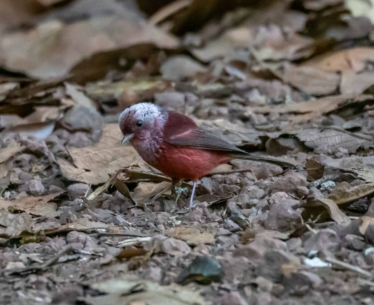 Pink-headed Warbler - ML618041484