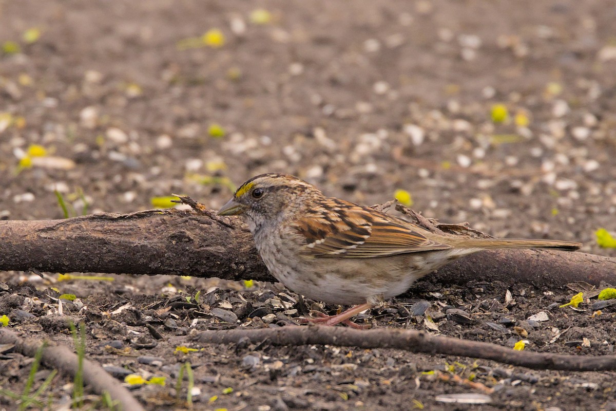 White-throated Sparrow - Clayton Fitzgerald