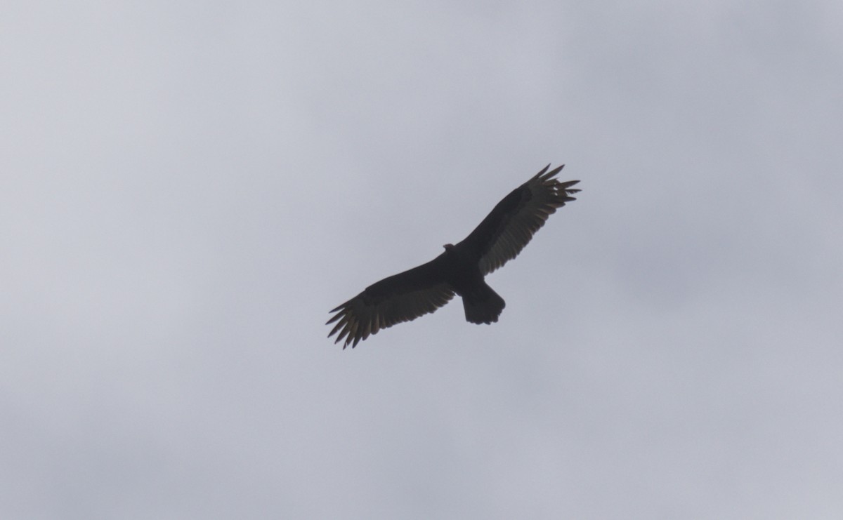 Turkey Vulture - ML618041505