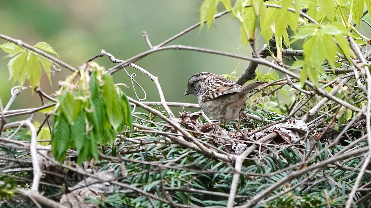 White-throated Sparrow - Indira Thirkannad