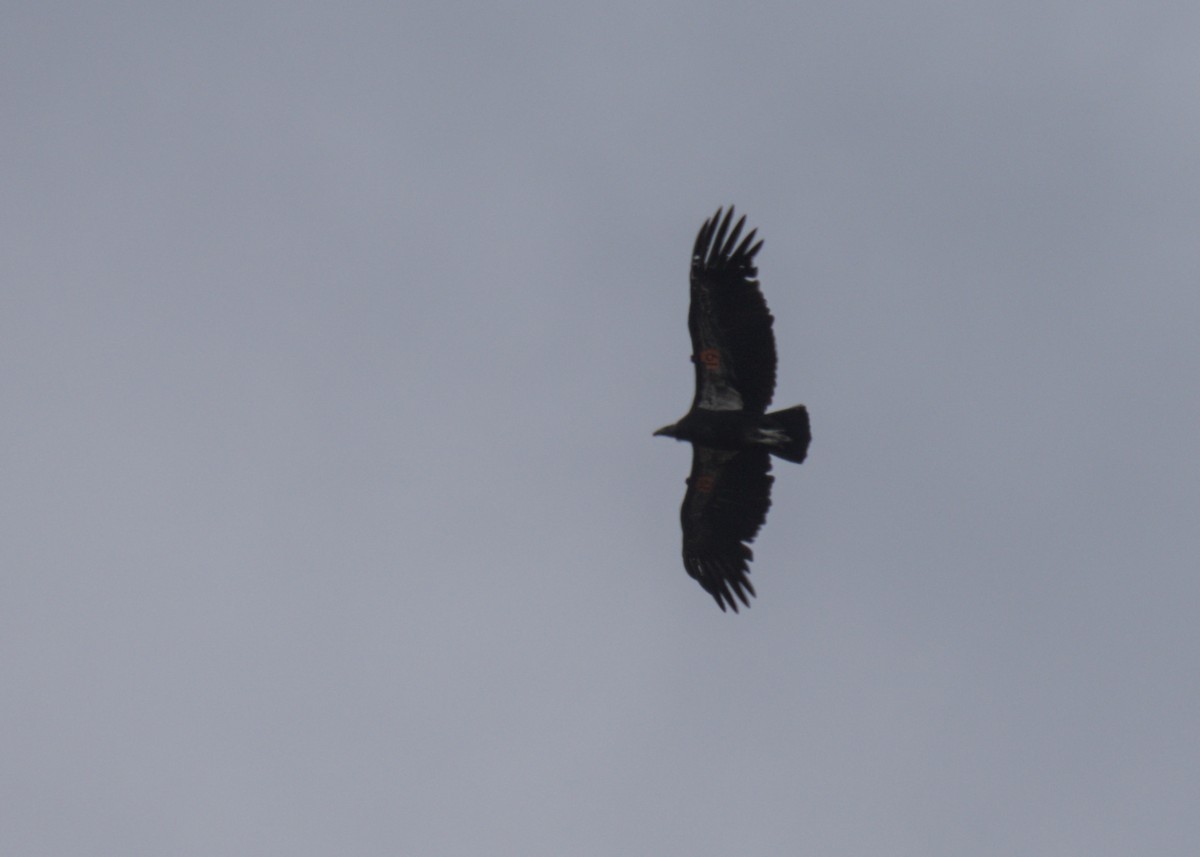 California Condor - ML618041552