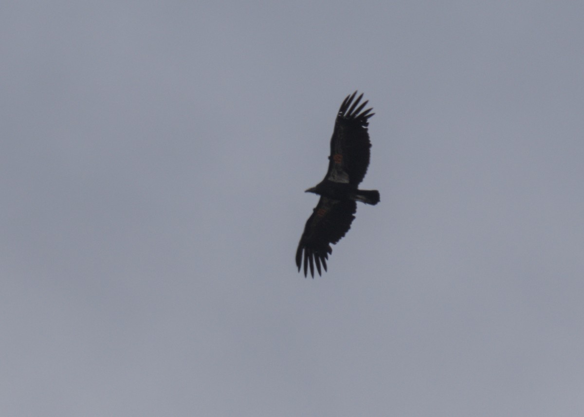 California Condor - ML618041555