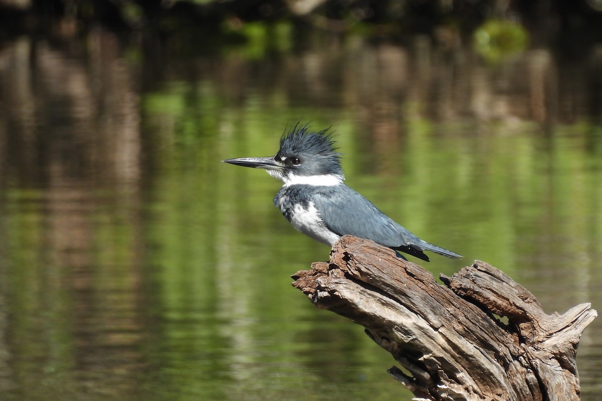 Belted Kingfisher - ML618041581
