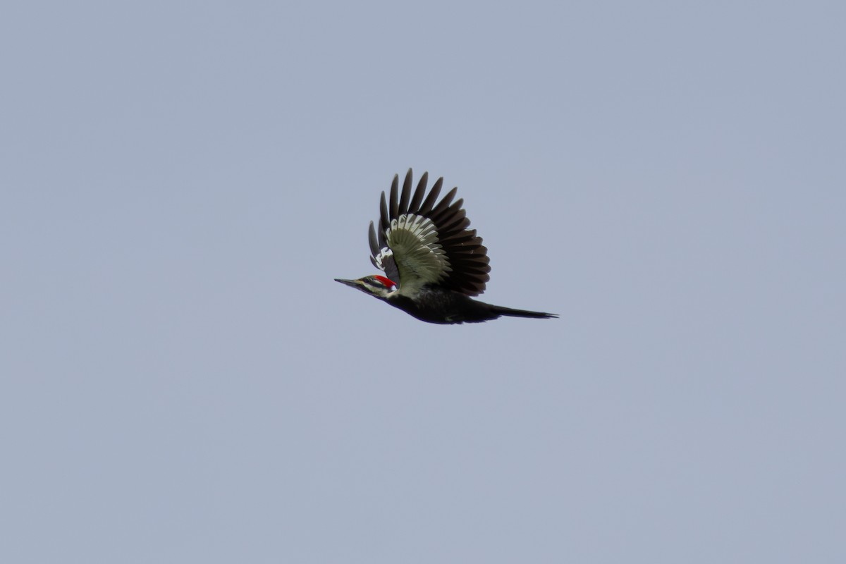 Pileated Woodpecker - ML618041591