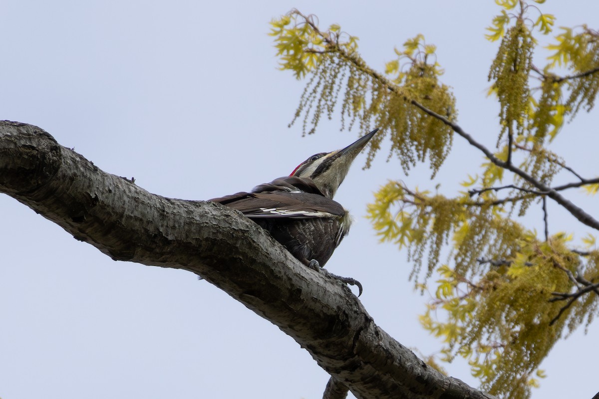 Pileated Woodpecker - Ian Bell