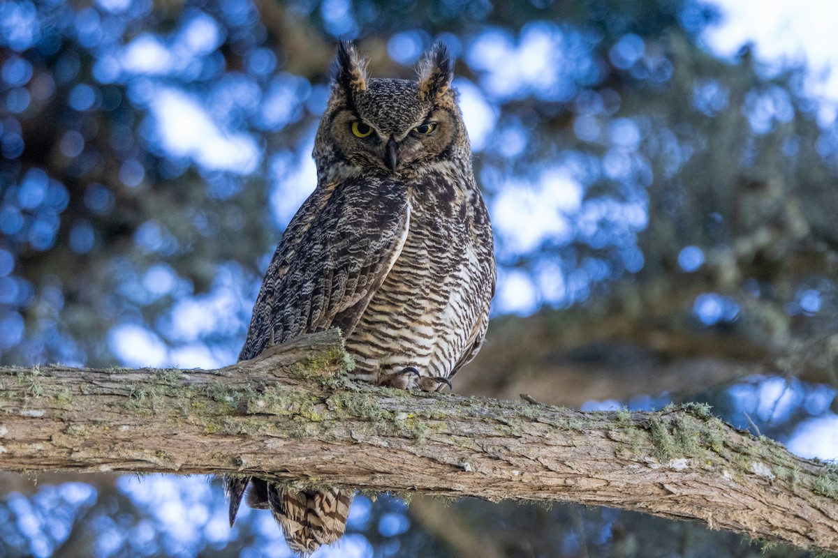 Great Horned Owl - ML618041598