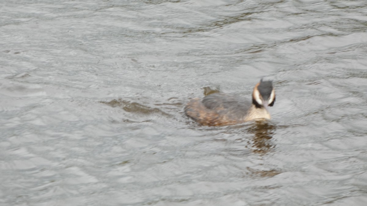 Great Crested Grebe - ML618041609