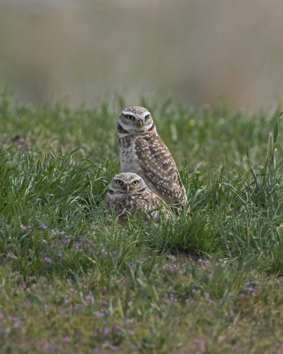 Burrowing Owl - Don Getty